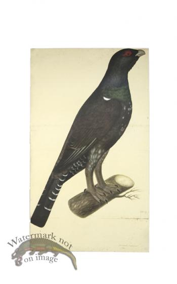 CAPERCAILLIE COCK . PL 7